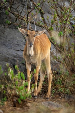 Foto de Joven macho común eland se encuentra en arbustos - Imagen libre de derechos