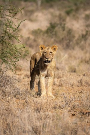 Photo for Young male lion stands staring at camera - Royalty Free Image