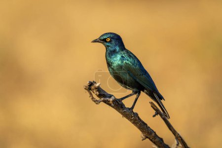 Photo for Greater blue-eared starling on branch in profile - Royalty Free Image