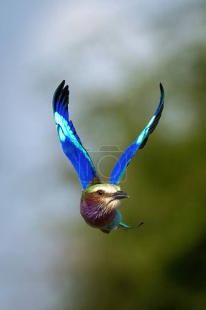 Photo for Lilac-breasted roller flies raising wings in V-shape - Royalty Free Image