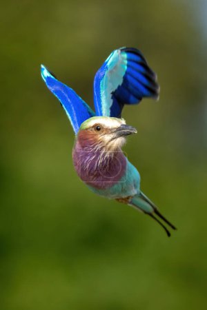 Photo for Lilac-breasted roller flies towards camera turning head - Royalty Free Image
