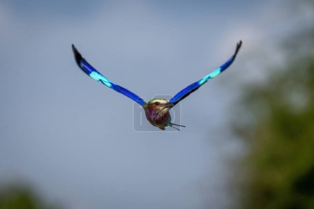 Photo for Lilac-breasted roller flies with wings spread wide - Royalty Free Image