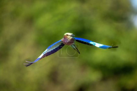 Photo for Lilac-breasted roller flies with tree in background - Royalty Free Image