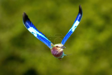Photo for Lilac-breasted roller flies with wings in V-shape - Royalty Free Image