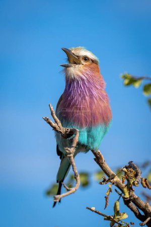 Photo for Lilac-breasted roller on twisted branch opening beak - Royalty Free Image