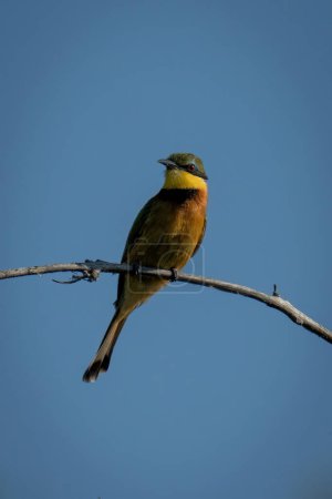 Photo for Little bee-eater on branch tucks wings in - Royalty Free Image