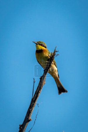 Photo for Little bee-eater on bare branch facing left - Royalty Free Image