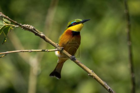 Photo for Little bee-eater on slanting branch with catchlight - Royalty Free Image