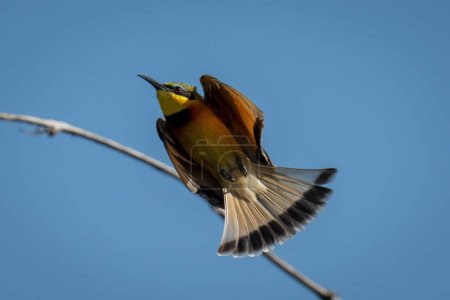 Photo for Little bee-eater tucks in wings passing branch - Royalty Free Image