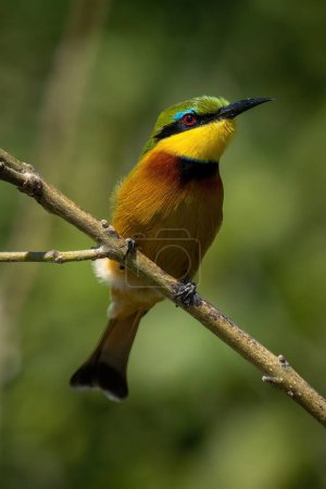 Photo for Little bee-eater with catchlight on slanting branch - Royalty Free Image