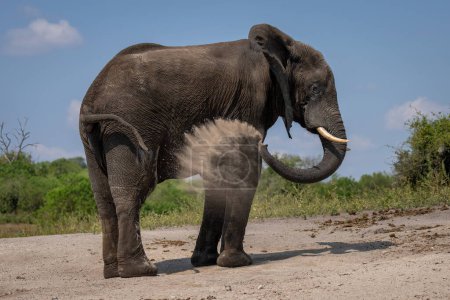 Foto de Elefante africano se encuentra chorreando arena del tronco - Imagen libre de derechos