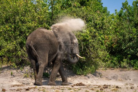 Foto de Elefante africano de pie chorros de arena sobre la espalda - Imagen libre de derechos