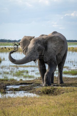 Foto de Elefante africano está de pie chorreando lodo sobre sí mismo - Imagen libre de derechos