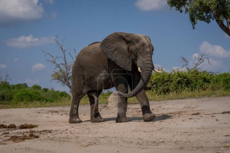 Foto de Elefante africano camina chorreando arena sobre el cuerpo - Imagen libre de derechos