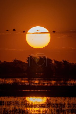Téléchargez les photos : African spoonbills fly across sunset over river - en image libre de droit