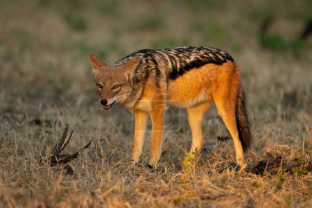 Black-backed jackal stands with feathers on grass