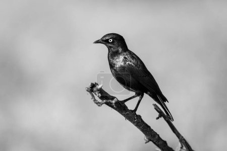 Photo for Mono greater blue-eared starling on branch staring - Royalty Free Image
