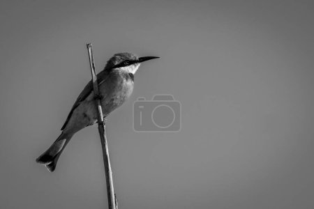 Photo for Mono little bee-eater on branch facing right - Royalty Free Image