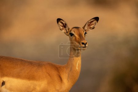 Photo for Close-up of female common impala chewing grass - Royalty Free Image