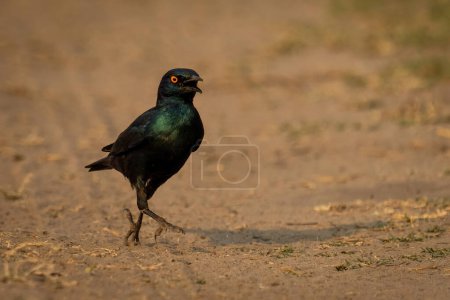 Photo for Greater blue-eared starling hops across sandy track - Royalty Free Image
