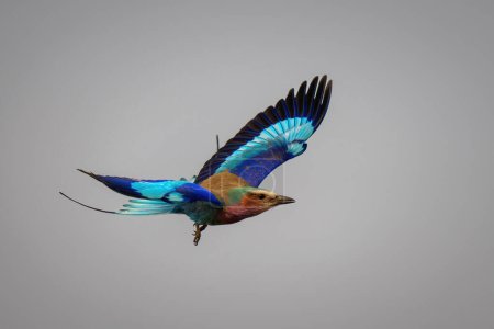 Photo for Lilac-breasted roller with catchlight flies lifting wings - Royalty Free Image