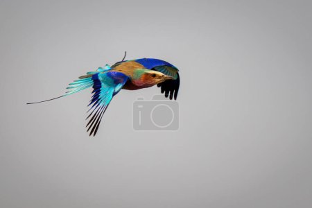 Photo for Lilac-breasted roller with catchlight in blue sky - Royalty Free Image