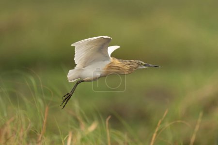 Photo for Squacco heron flies with grass in foreground - Royalty Free Image