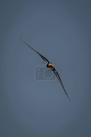 Foto de Wire-tailed swallow flies with wings spread diagonally - Imagen libre de derechos
