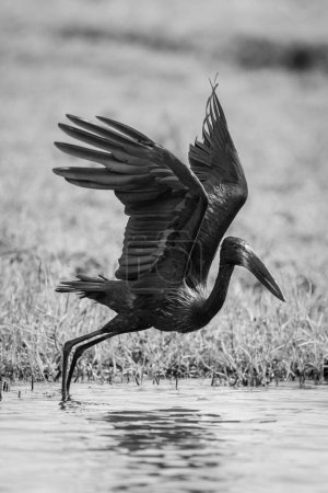 Photo for Mono African openbill takes off from river - Royalty Free Image