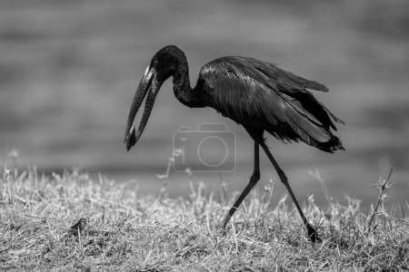 Photo for Mono African openbill crosses riverbank carrying mussel - Royalty Free Image