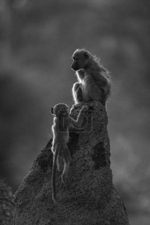 Foto de Mono chacma baboon joining mother on mound - Imagen libre de derechos