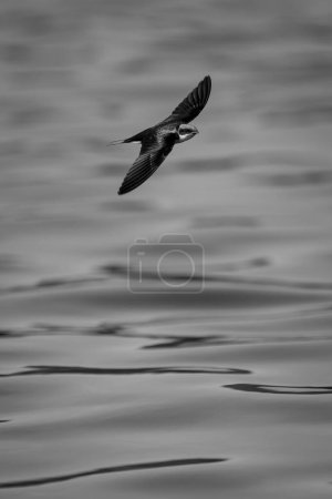 Foto de Mono wire-tailed swallow with catchlight over river - Imagen libre de derechos