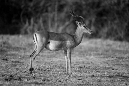 Photo for Mono common impala with catchlight stands staring - Royalty Free Image