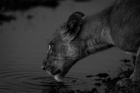 Téléchargez les photos : Mono close-up of lioness drinking from river - en image libre de droit
