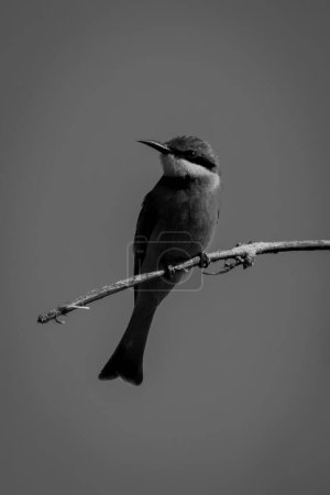 Photo for Mono little bee-eater with catchlight eyes camera - Royalty Free Image