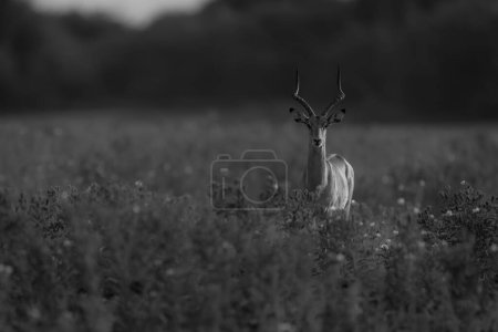 Photo for Mono common impala stands among tall plants - Royalty Free Image