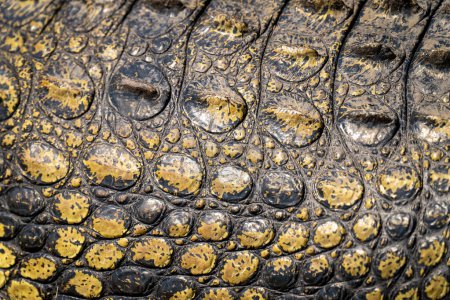 Foto de Primer plano del cuerpo de cocodrilo del Nilo en el sol - Imagen libre de derechos