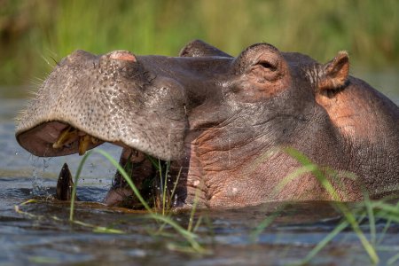 Close-up of hippo in water eating grass mug #642422730