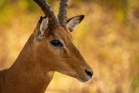 Photo for Close-up of male common impala in shade - Royalty Free Image