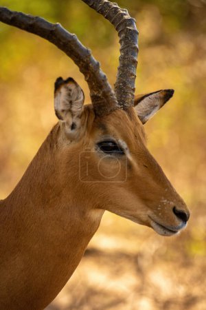 Close-up of male common impala staring right...