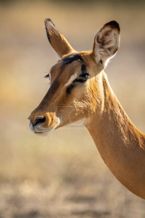Photo for Close-up of female impala neck and head - Royalty Free Image