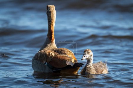 Téléchargez les photos : Egyptian goose swimming in river with gosling - en image libre de droit