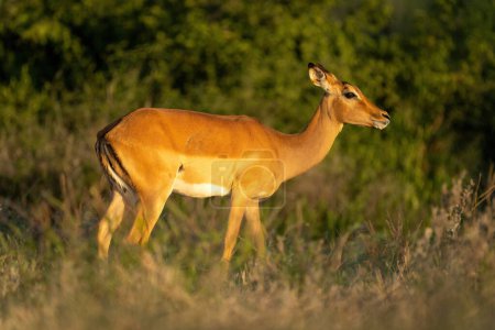 Photo for Female common impala stands in golden light - Royalty Free Image