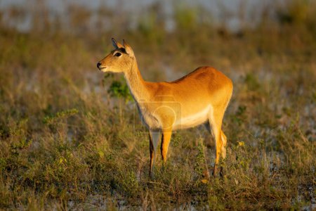 Photo for Female red lechwe stands staring in floodplain - Royalty Free Image