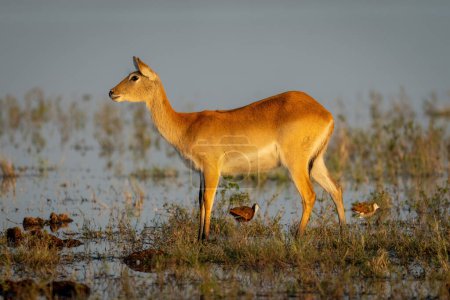 Photo for Female red lechwe stands staring in shallows - Royalty Free Image