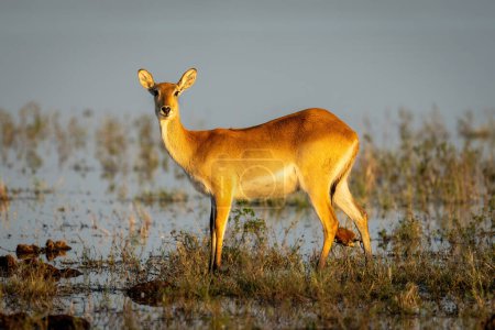 Photo for Female red lechwe stands staring in river - Royalty Free Image