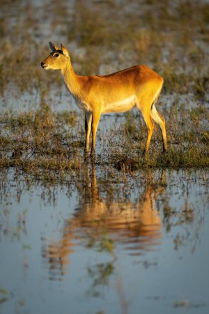Photo for Female red lechwe stands staring with catchlight - Royalty Free Image