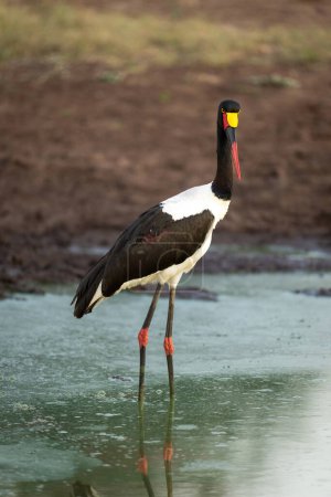 Photo for Female saddle-billed stork looking down in waterhole - Royalty Free Image