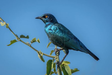 Photo for Greater blue-eared starling on branch in sunshine - Royalty Free Image