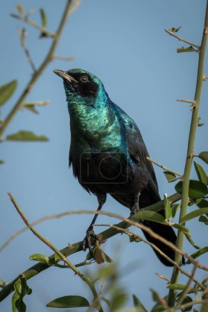 Photo for Greater blue-eared starling on bush lifting head - Royalty Free Image